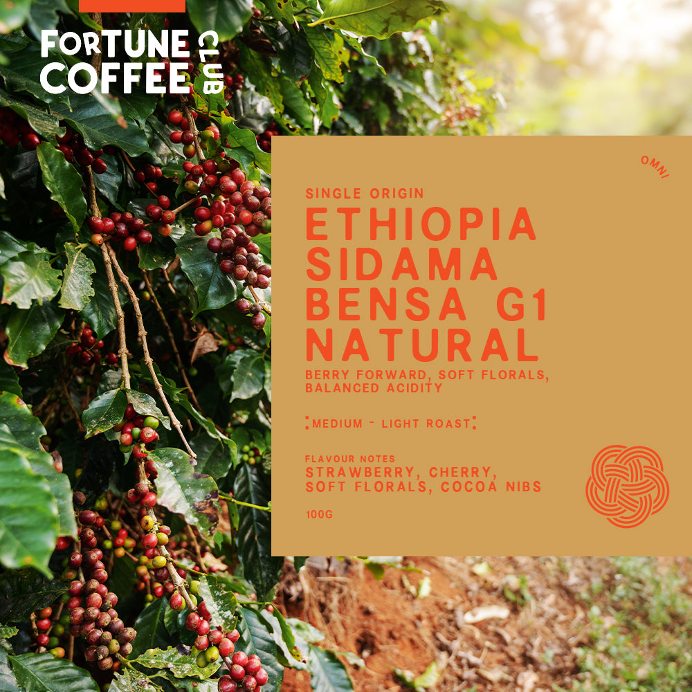 Fortune Discovery Pack / 100g